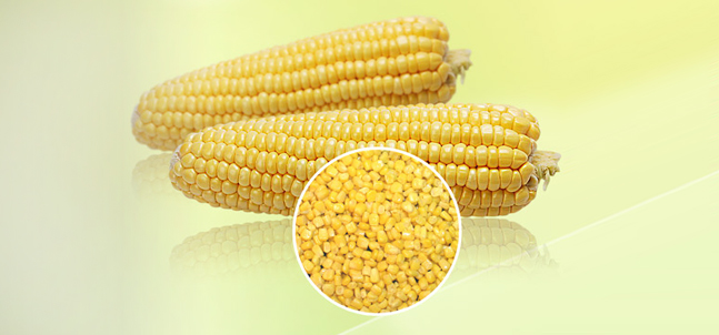 熱(rè)烈慶祝北京神農廚源食品有限公司網站(zhàn)上(shàng)線！